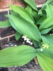 Plant Identification help please!