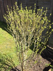 What's this shrub?