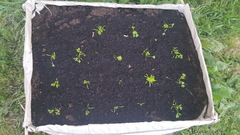 Allotment/Veg Patch Thread 12! Plotmenters hoping for better weather