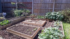 Allotment/Veg Patch Thread 12! Plotmenters hoping for better weather