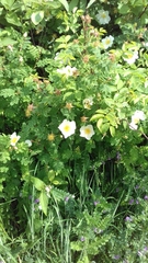Anyone know the name of this shrub?