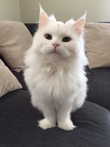 What breed are these?