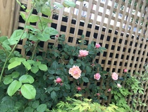 Garden Makeover Thread