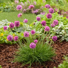 Ground cover flowers