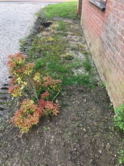 What to do with this patch by my house?
