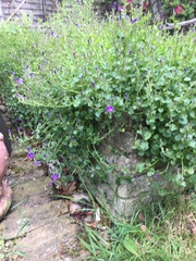 New garden and not a clue what I’m doing!