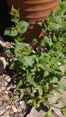 Anyone know what this is?