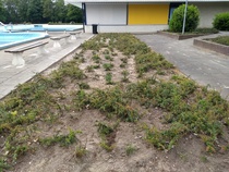 What to put in a public space - very dry, poor ground