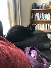 Our cat has gone missing. Any stories of cats coming back after a while please?