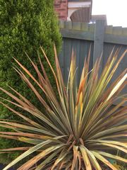 What is killing these plants?
