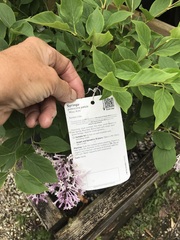 Can you ID these plants please
