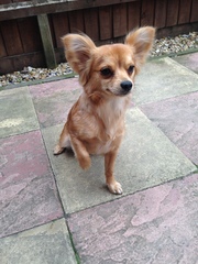 Chihuahua