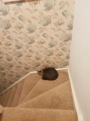 What's your DCat up to today? Episode 6, Return of the... Cats?