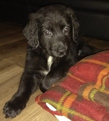 Puppy Survival Thread Part 6