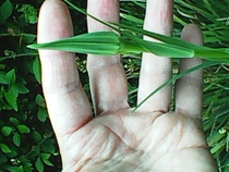 another name this plant ...