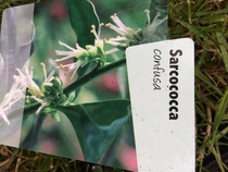 Does anyone recognise this shrub?