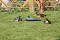 AIBU to feed the ducks?