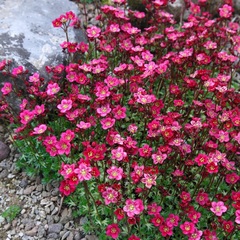 Ground cover flowers