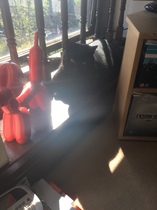 To think it’s cruel to keep cats indoors?