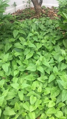To weed or not to weed?