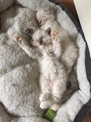 We have kittens!