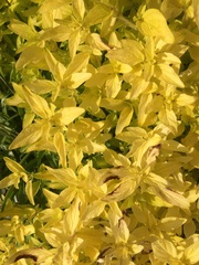 Plant ID please