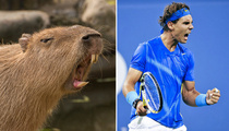 Capybaras That Look Like Rafael Nadal