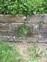 New garden and not a clue what I’m doing!