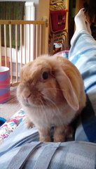 to think thathat my pet rabbits are quite happy,  actually?