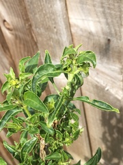 Diseased fuchsia