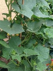 Allotment/Veg Patch Thread 12! Plotmenters hoping for better weather