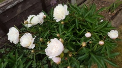 Show off your peonies!