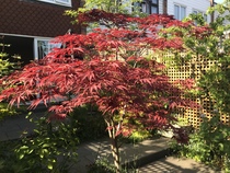 Help brighten my borders!