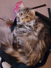Newbie cat owner questions ... mainly about poo ...