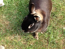 to think thathat my pet rabbits are quite happy,  actually?