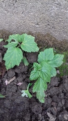Plant or weed?