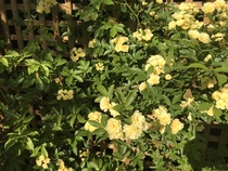Help brighten my borders!