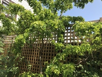 Another tree identification thread...