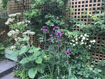 Garden Makeover Thread