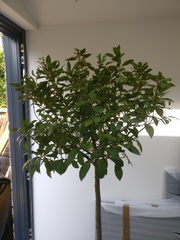 Help rescue my bay trees, please!