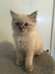 We have kittens!