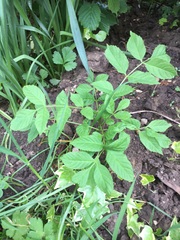 plant ID please
