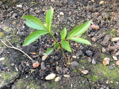 Plant ID