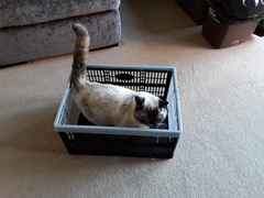 Would this be unkind to my cat?