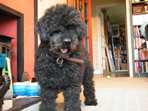 To think I owe my dog so much