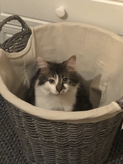 or did we get sold defective cats?
