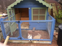 to think thathat my pet rabbits are quite happy,  actually?