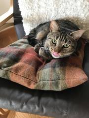 What's your DCat up to today? Episode 6, Return of the... Cats?