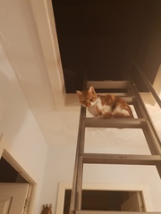 What's your DCat up to today? Episode 6, Return of the... Cats?