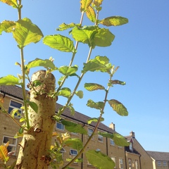Could anyone ID this tree for me please?